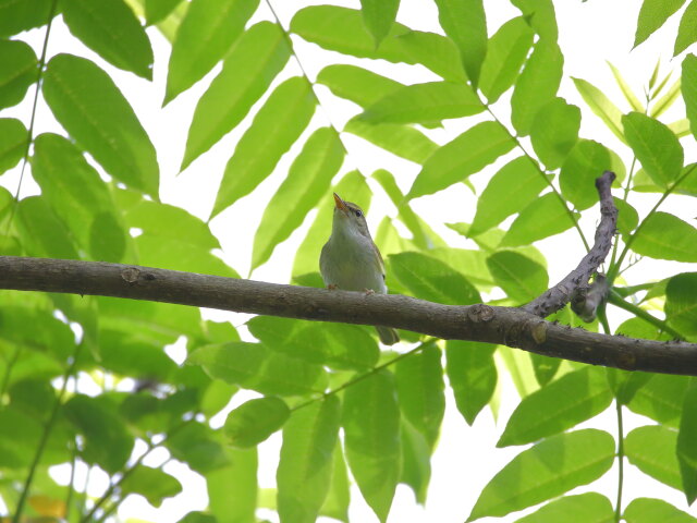 センダイムシクイ君4