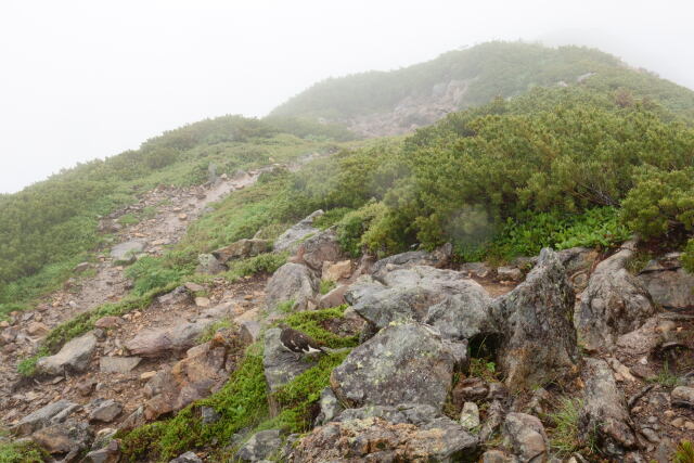 雨の常念岳にて