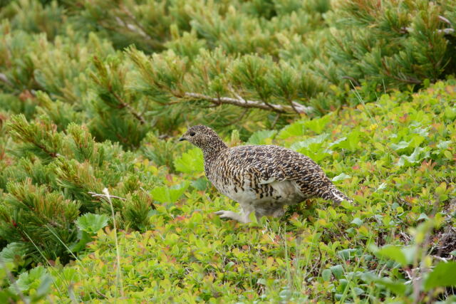 雷鳥坂の雌雷鳥