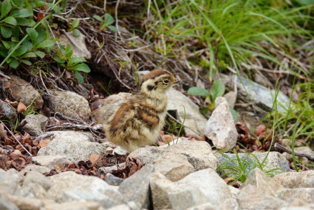 雷鳥坂のチビ雷鳥