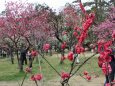 京都御所梅の花