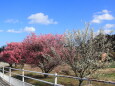 散歩道の梅の花