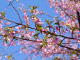 早咲きの桜にメジロ