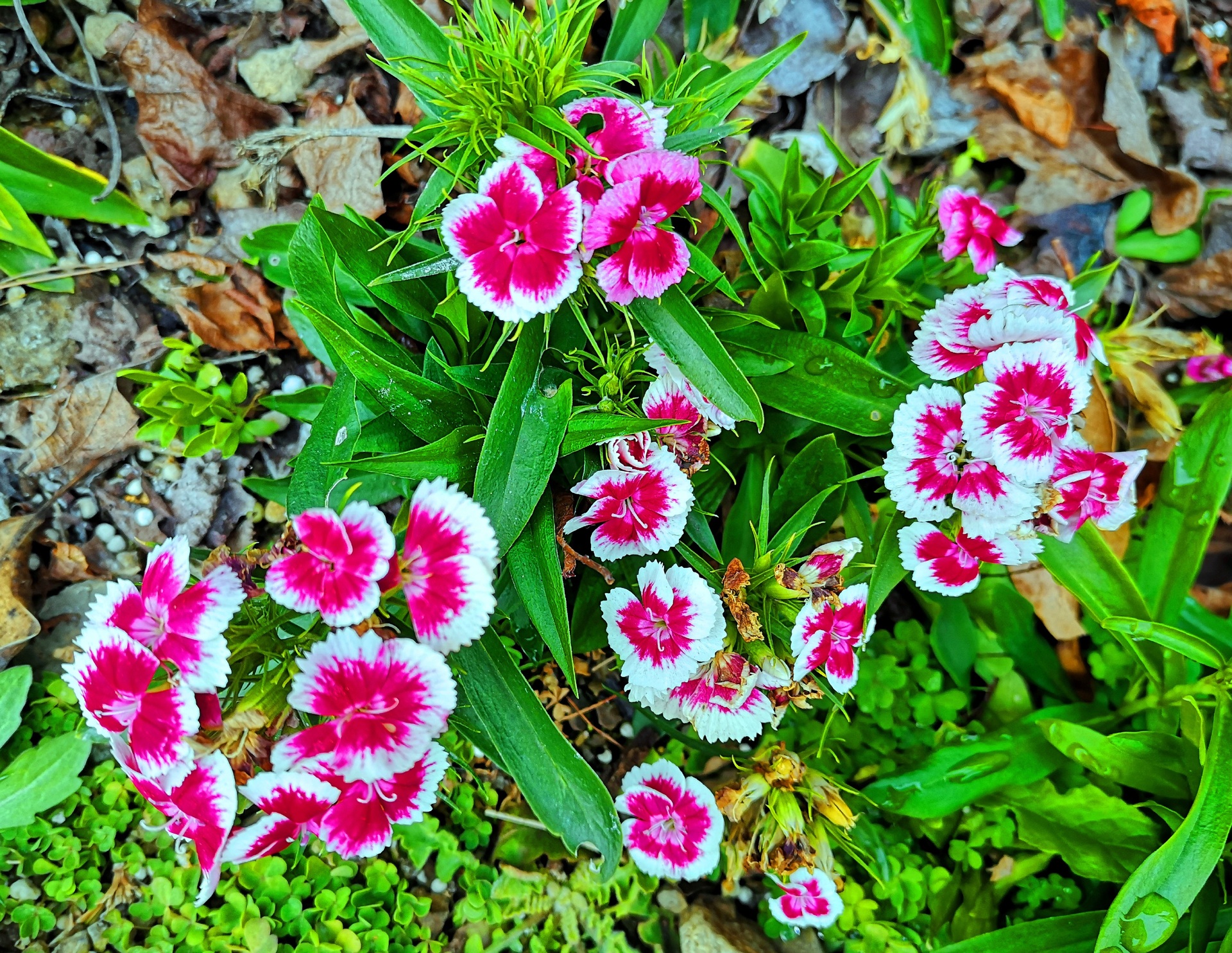 花 植物 冬の花 壁紙19x1485 壁紙館 花 植物 冬の花 壁紙19x1485 壁紙館