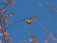 早咲きの桜にメジロ