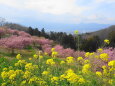 おおいゆめの里 早咲桜