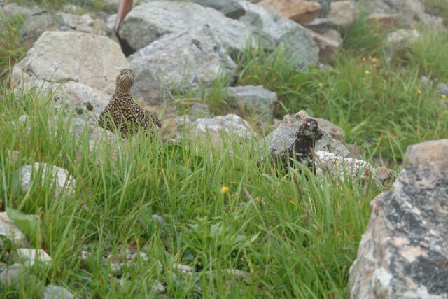 白馬岳のつがい4