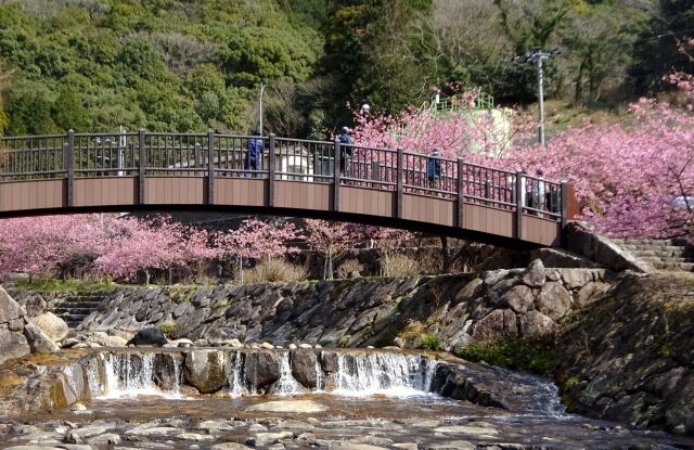 滝への途中に咲いている河津桜