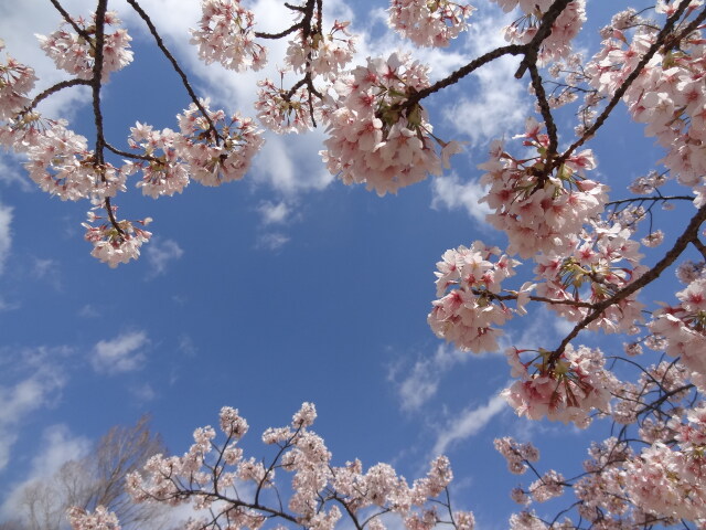 早咲き♪ 玉縄桜