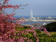 河津桜の咲く丘から見える海