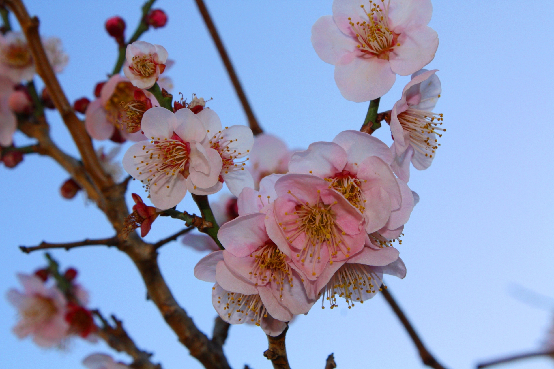 花 植物 梅の花 壁紙19x1280 壁紙館 花 植物 梅の花 壁紙19x1280 壁紙館