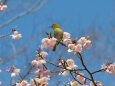 早咲きの桜にメジロ