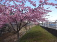 散歩道の桜