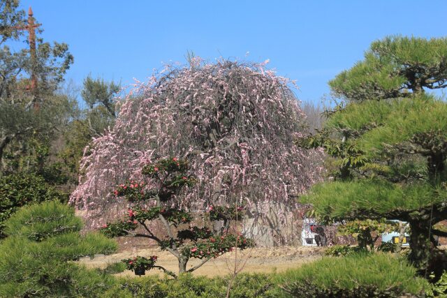 公園に咲く垂れ梅