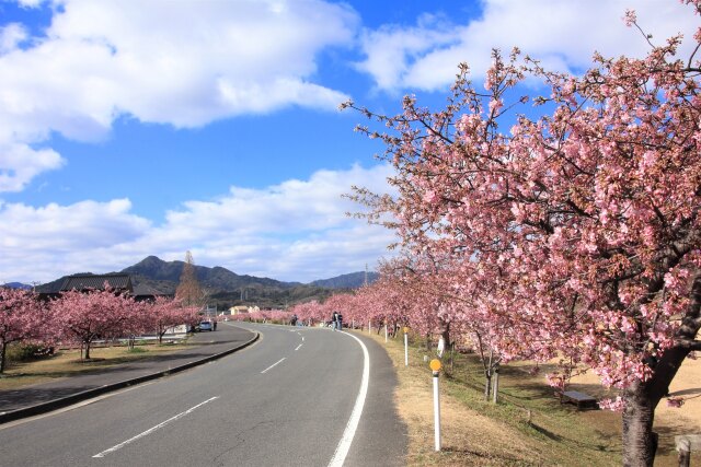 河津桜ロード