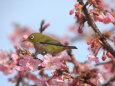 メジロと桜