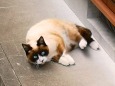 タヌキ顔のネコ