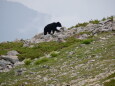 山のクマさん