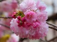 桜の花