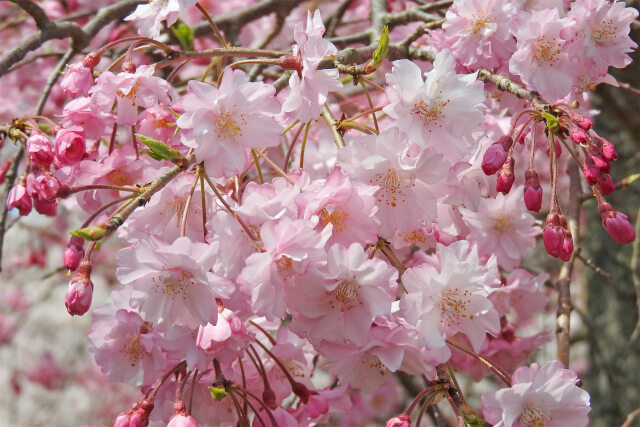 サクラ咲く 5
