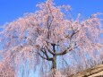 空港公園の枝垂れ桜