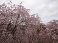 しだれ桜満開