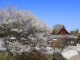 お寺の桜