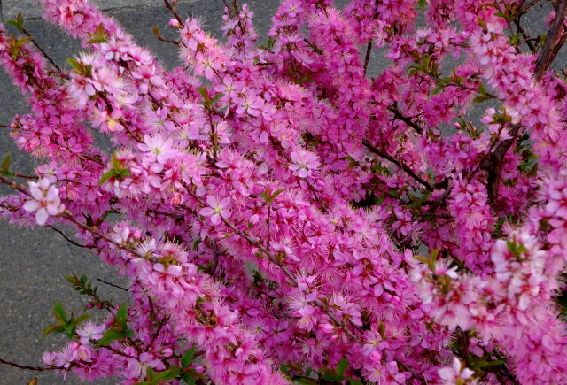 あでやかな春の花