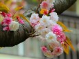 桜の花