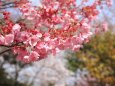 陽光桜-1