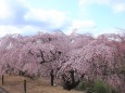 満開の枝垂れ桜