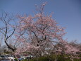 青い空と桜