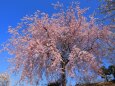 高台に咲く枝垂れ桜