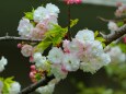 桜の花