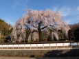 しだれ桜