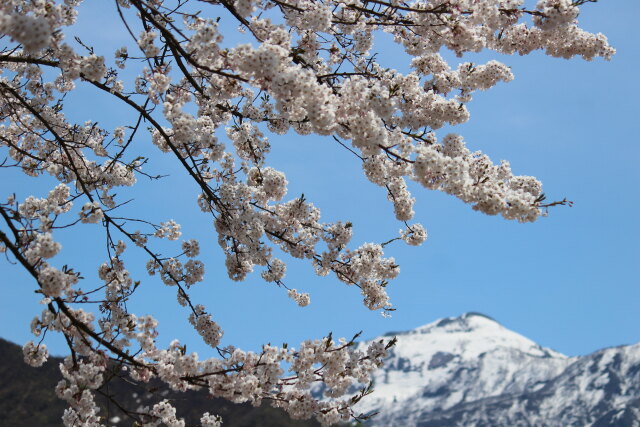 残雪に映える桜