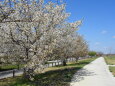 桜並木の散歩道