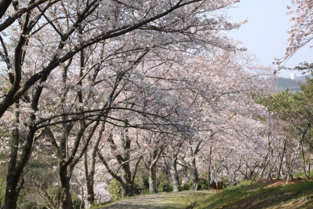 満開の桜道