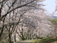 満開の桜道