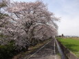 散歩道の桜