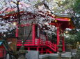 桜の季節の神社