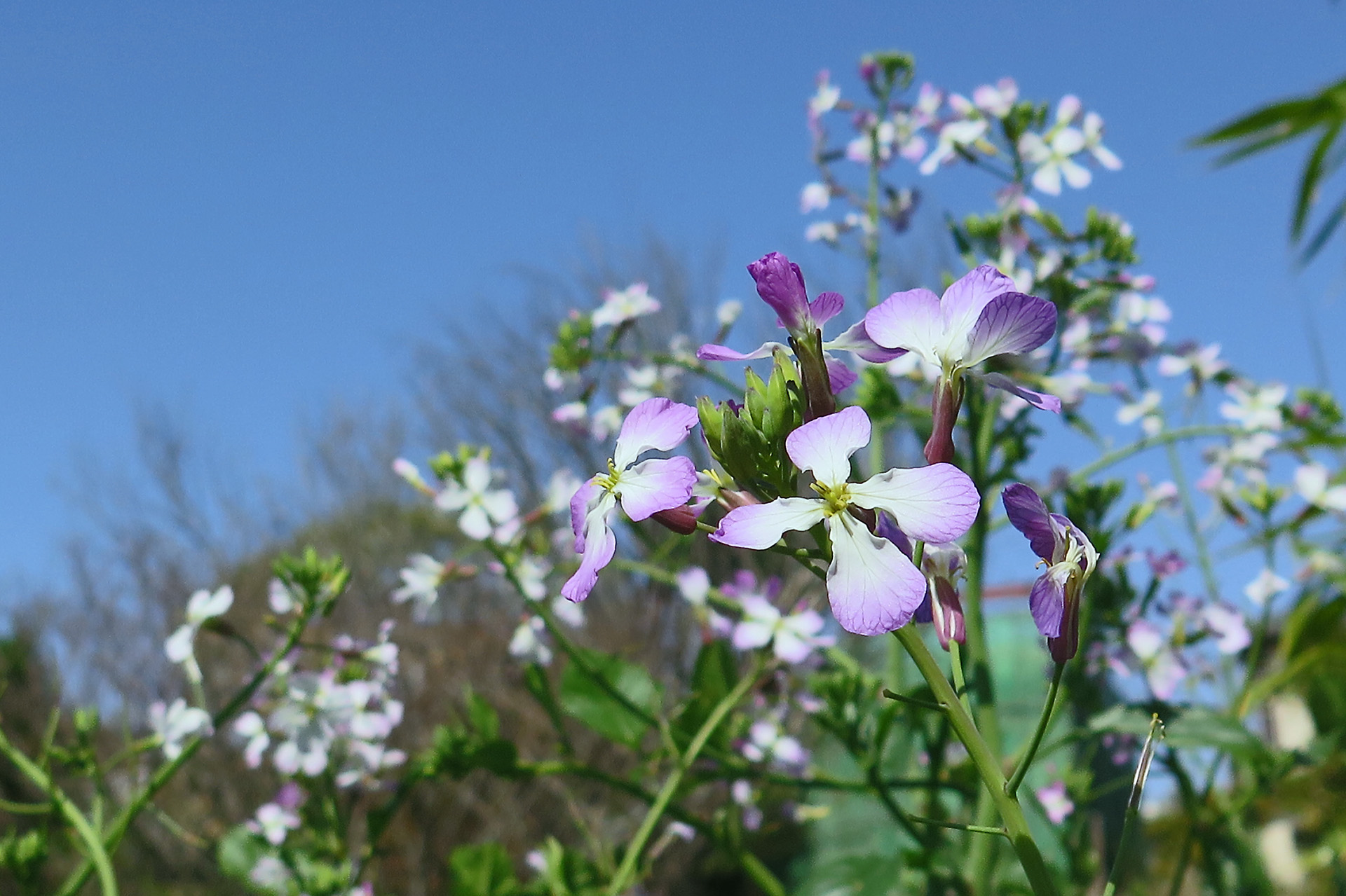 花 植物 だいこんの花 壁紙19x1279 壁紙館 花 植物 だいこんの花 壁紙19x1279 壁紙館