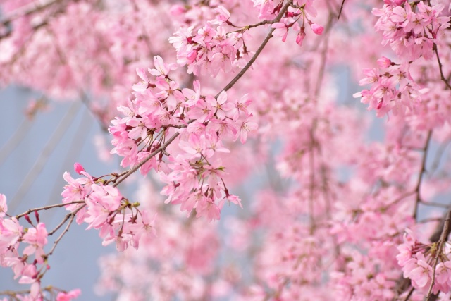 しだれ桜満開