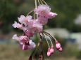 桜の花