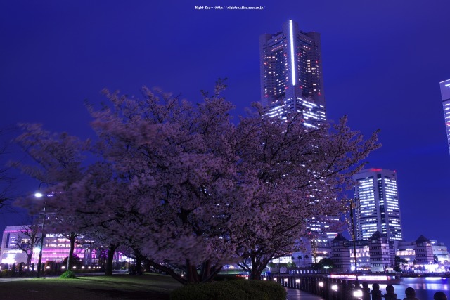 みなとみらいと桜