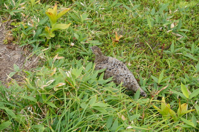弓折岳の雌雷鳥2