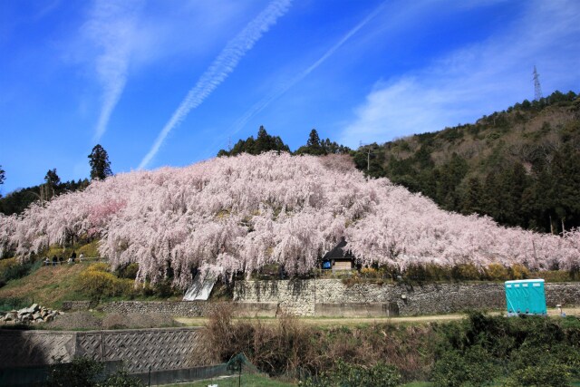 ゆうかの里の垂れ桜