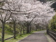 桜の散歩道3