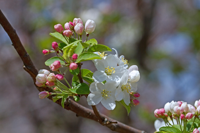 姫りんごの花