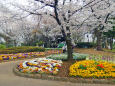 花壇と桜